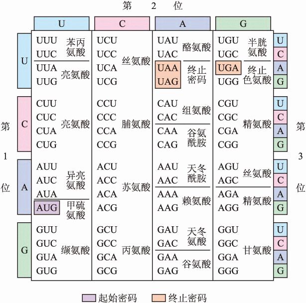 吳思涵博士教程:有關(guān)氨基酸密碼子表,教科書還漏了許多重點-肽度TIMEDOO