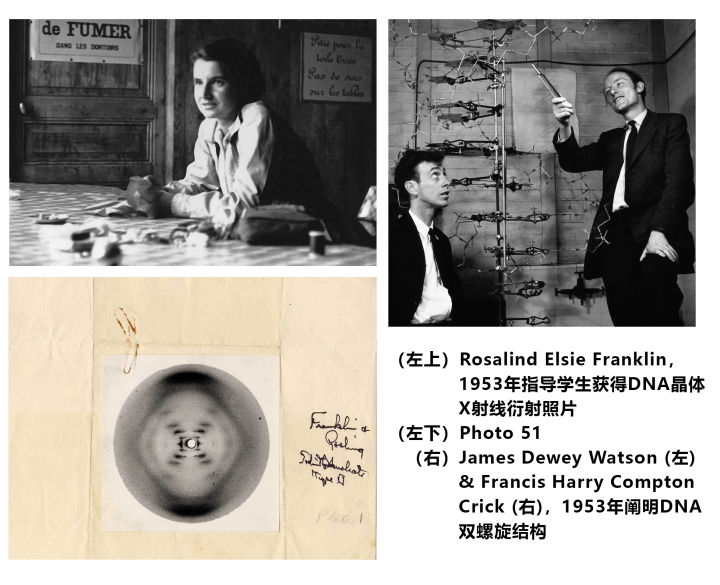 吳思涵博士教程:DNA可不只有雙螺旋結(jié)構(gòu)-肽度TIMEDOO