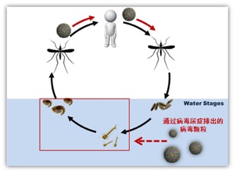 科學(xué)家發(fā)現(xiàn)寨卡病毒傳播新途徑-肽度TIMEDOO
