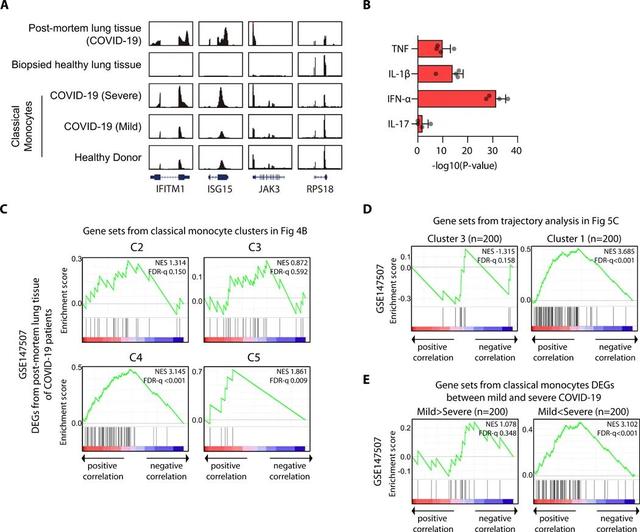 Science子刊新發(fā)現(xiàn):IFN-1有望成為治療重癥新冠肺炎的靶點(diǎn)新星-肽度TIMEDOO