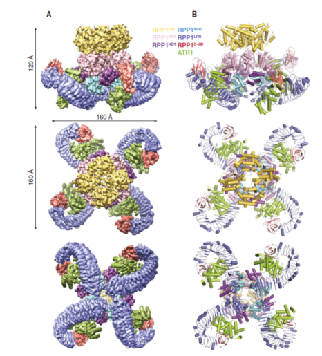 科研成果 | 清華大學(xué)柴繼杰課題組與合作者首次揭示植物TNL類抗病蛋白激活的分子機制-肽度TIMEDOO