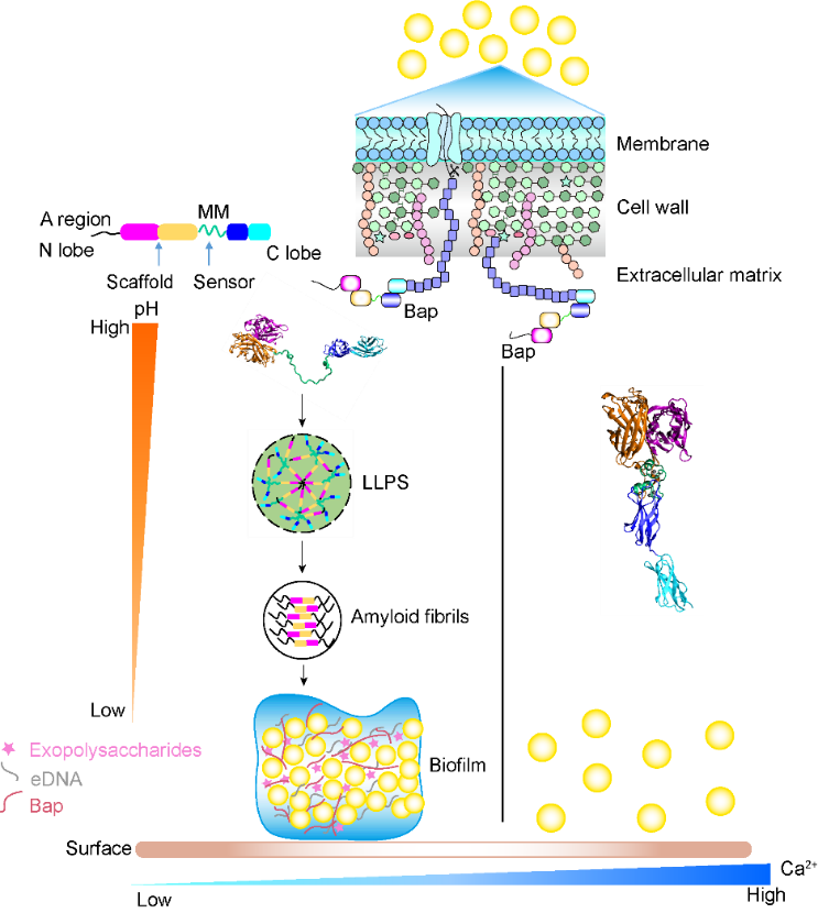 清華大學(xué)結(jié)構(gòu)生物學(xué)高精尖創(chuàng)新中心方顯楊課題組揭示葡萄球菌Bap蛋白經(jīng)由相變形成功能性淀粉樣纖維及介導(dǎo)生物被膜形成的調(diào)控機制-肽度TIMEDOO