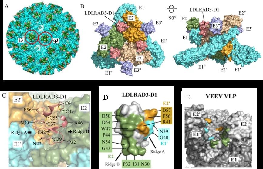 結構生物學高精尖創(chuàng)新中心向燁課題組合作揭示委內瑞拉馬腦炎病毒結合受體的分子機制-肽度TIMEDOO