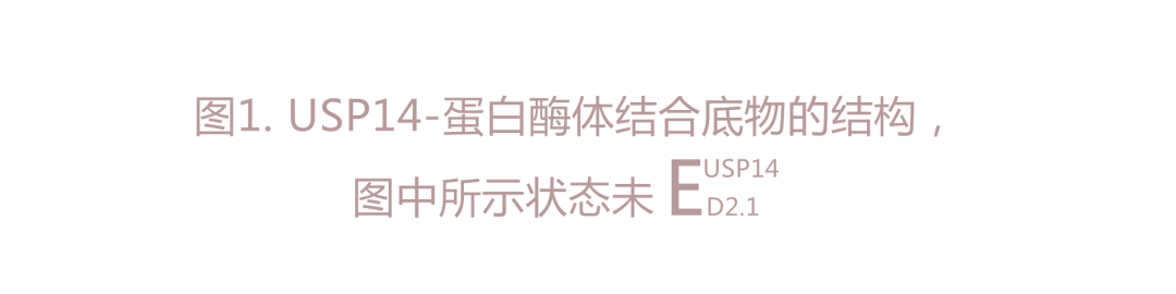 Nature | 利用深度學(xué)習(xí)強(qiáng)化的3D分類闡明USP14對蛋白酶體功能的動態(tài)調(diào)節(jié)-肽度TIMEDOO