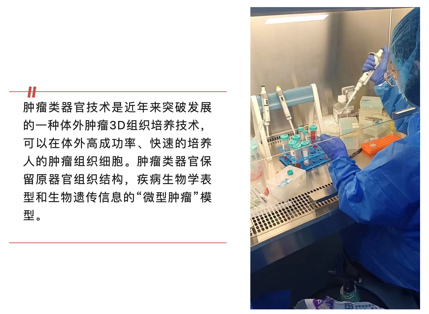 腫瘤類器官技術(shù):解鎖醫(yī)學(xué)的未來大門-肽度TIMEDOO