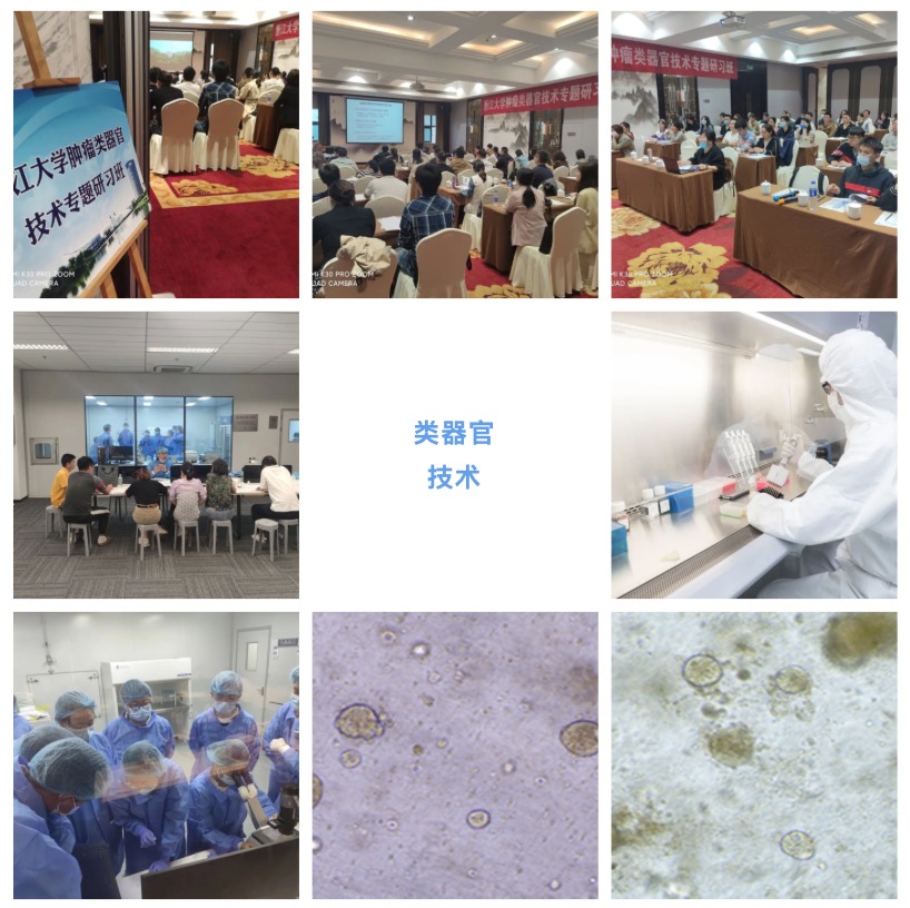 腫瘤類器官技術(shù):解鎖醫(yī)學(xué)的未來大門-肽度TIMEDOO