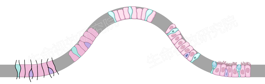 2024年3月16-17日·廣州·“科研矢量插圖”高階訓(xùn)練營(yíng)通知!-肽度TIMEDOO