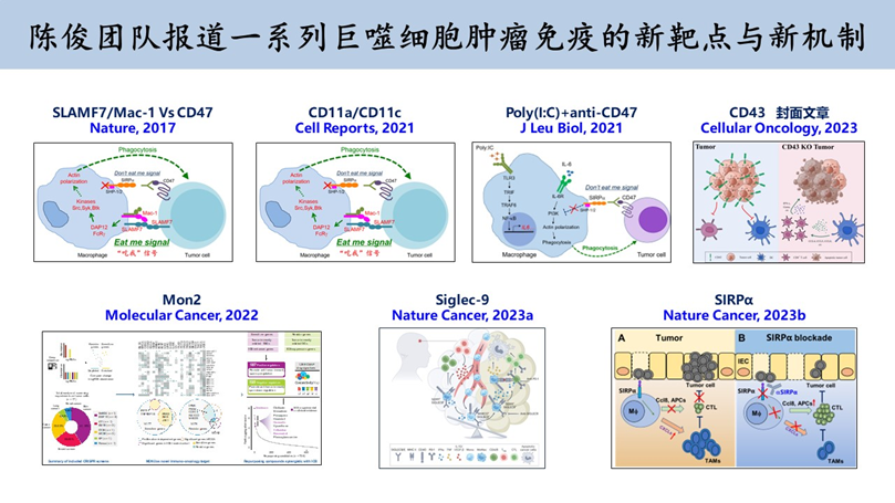 Nature Cancer | 中山大學(xué)中山醫(yī)學(xué)院陳俊團隊報道巨噬細(xì)胞受體Sirpα調(diào)控腫瘤免疫逃逸的新機制-肽度TIMEDOO