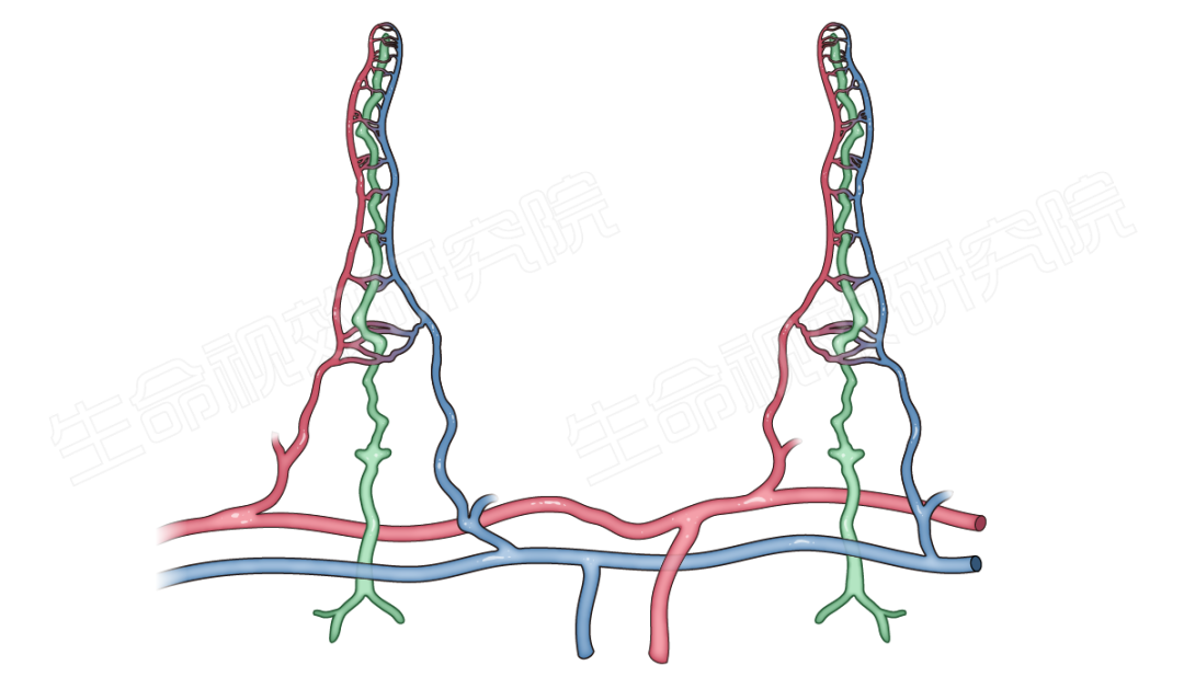 2024年3月16-17日·廣州·“科研矢量插圖”高階訓(xùn)練營(yíng)通知!-肽度TIMEDOO