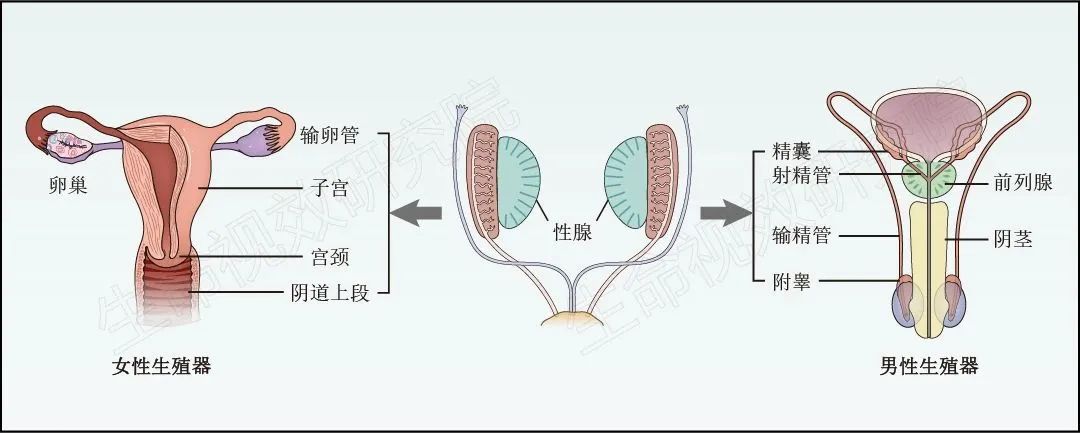 2024年3月16-17日·廣州·“科研矢量插圖”高階訓(xùn)練營(yíng)通知!-肽度TIMEDOO