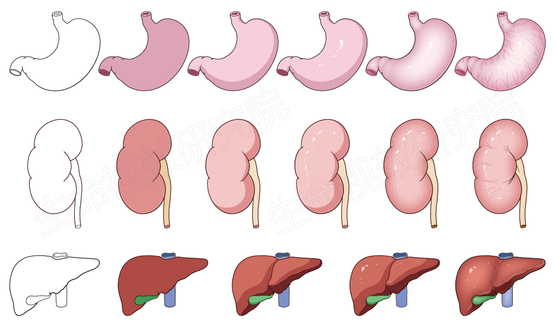 2024年3月16-17日·廣州·“科研矢量插圖”高階訓(xùn)練營(yíng)通知!-肽度TIMEDOO