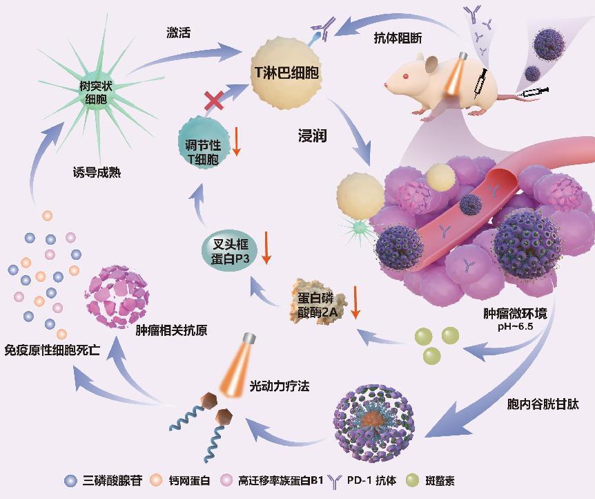 超分子自組裝納米粒為乳腺癌治療帶來(lái)曙光-肽度TIMEDOO