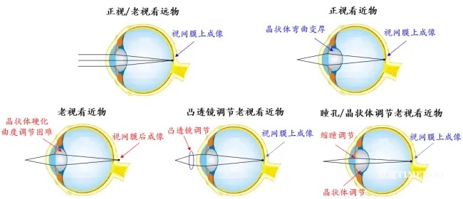 普樂康醫(yī)藥獲得北京雙鷺藥業(yè)股權(quán)投資,助力公司重磅眼科藥物開發(fā)-肽度TIMEDOO