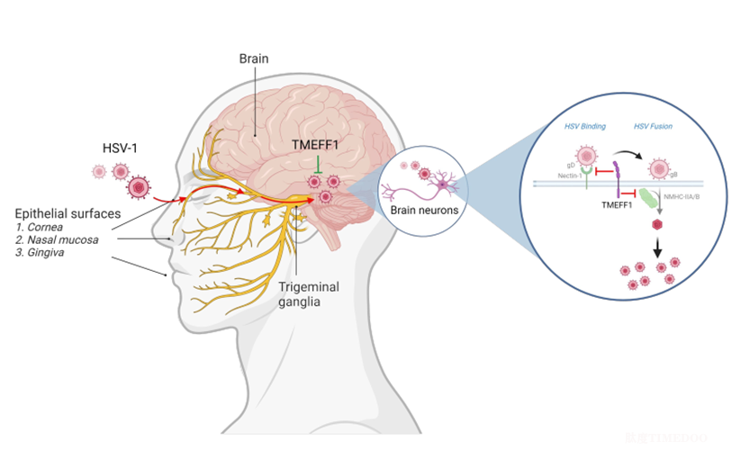 科學(xué)家為大腦抗病毒免疫機制提供新視角-肽度TIMEDOO