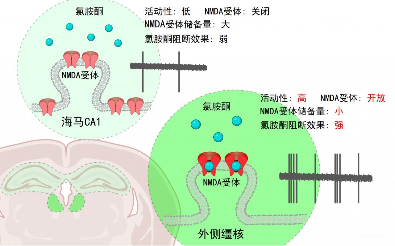 中國(guó)科學(xué)家完成氯胺酮抗抑郁“路線”的“新拼圖” 胡海嵐團(tuán)隊(duì)揭示氯胺酮抗抑郁腦區(qū)特異性作用機(jī)制-肽度TIMEDOO