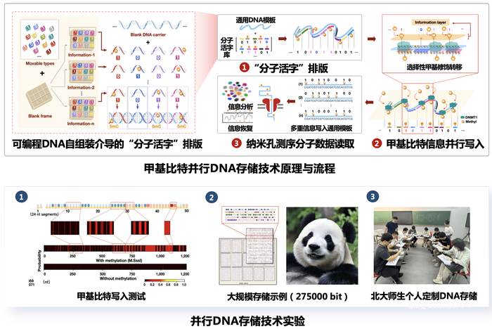 北大團(tuán)隊(duì)首次提出基于并行寫入策略的DNA存儲(chǔ)方法-肽度TIMEDOO