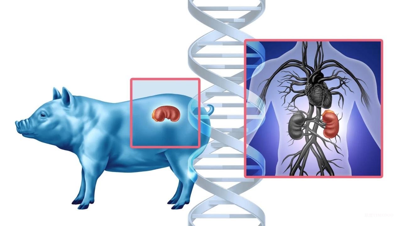 科學(xué)家弄清人體如何排斥豬器官 為豬到人的腎臟異種移植后免疫反應(yīng)提供了前所未有的見解-肽度TIMEDOO